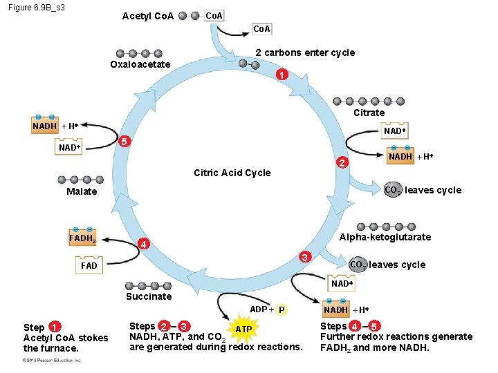 Figure 6. 9 B_s 3 Acetyl Co. A 2 carbons enter cycle Oxaloacetate 1