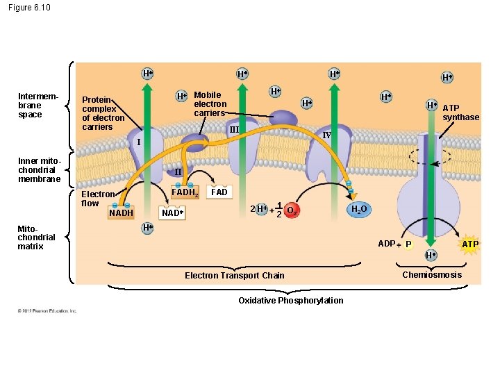 Figure 6. 10 H Intermembrane space H H Mobile electron carriers Protein complex of