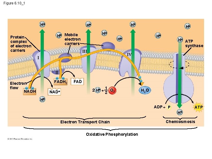 Figure 6. 10_1 H H H Mobile electron carriers Protein complex of electron carriers
