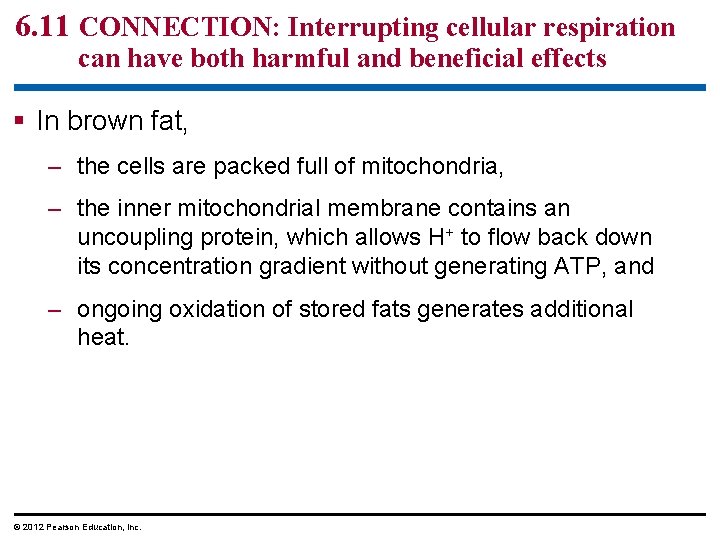6. 11 CONNECTION: Interrupting cellular respiration can have both harmful and beneficial effects In