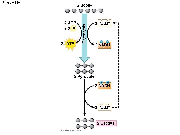 Figure 6. 13 A 2 ADP 2 ATP Glycolysis Glucose 2 NADH 2 Pyruvate