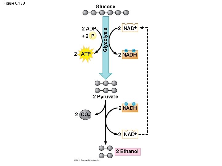 Figure 6. 13 B Glucose 2 ATP 2 NAD Glycolysis 2 ADP 2 NADH
