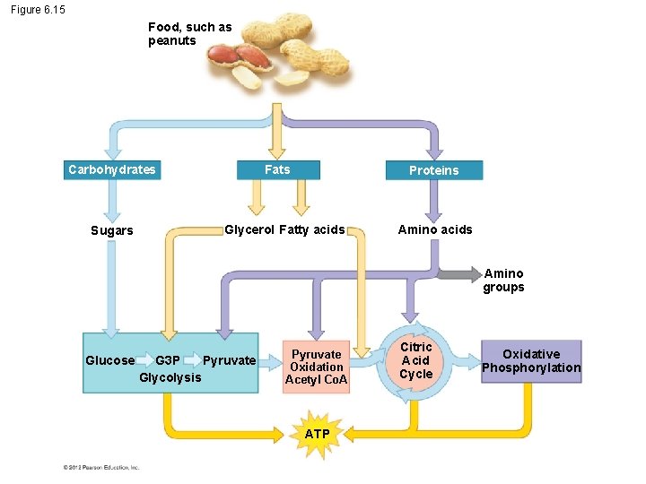 Figure 6. 15 Food, such as peanuts Carbohydrates Sugars Fats Proteins Glycerol Fatty acids