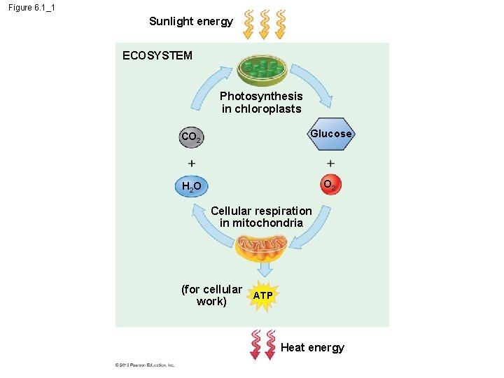 Figure 6. 1_1 Sunlight energy ECOSYSTEM Photosynthesis in chloroplasts CO 2 Glucose H 2