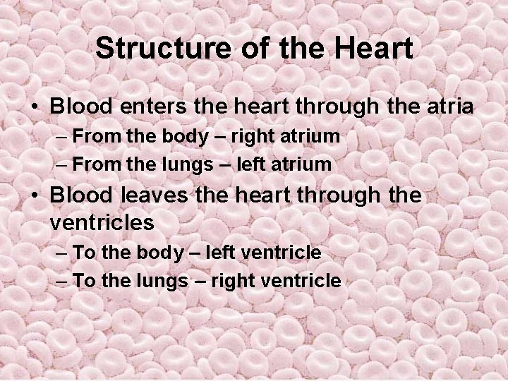 Structure of the Heart • Blood enters the heart through the atria – From Structure of the Heart • Blood enters the heart through the atria – From