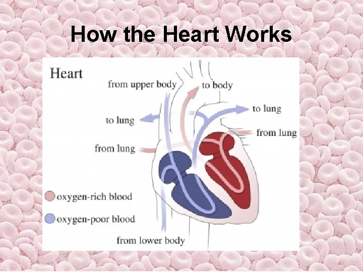 How the Heart Works How the Heart Works