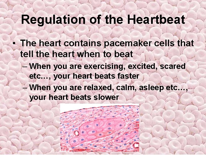 Regulation of the Heartbeat • The heart contains pacemaker cells that tell the heart Regulation of the Heartbeat • The heart contains pacemaker cells that tell the heart
