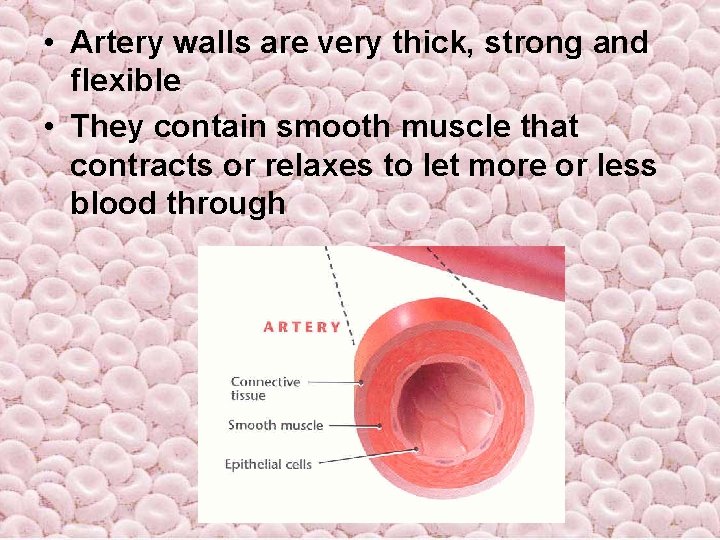• Artery walls are very thick, strong and flexible • They contain smooth • Artery walls are very thick, strong and flexible • They contain smooth