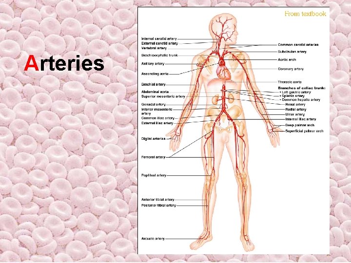Arteries Arteries