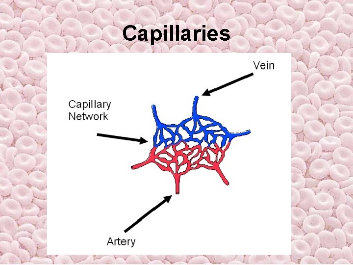 Capillaries Capillaries