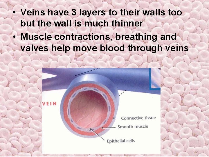 • Veins have 3 layers to their walls too but the wall is • Veins have 3 layers to their walls too but the wall is