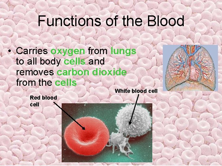 Functions of the Blood • Carries oxygen from lungs to all body cells and Functions of the Blood • Carries oxygen from lungs to all body cells and