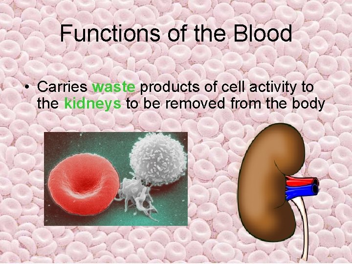 Functions of the Blood • Carries waste products of cell activity to the kidneys Functions of the Blood • Carries waste products of cell activity to the kidneys