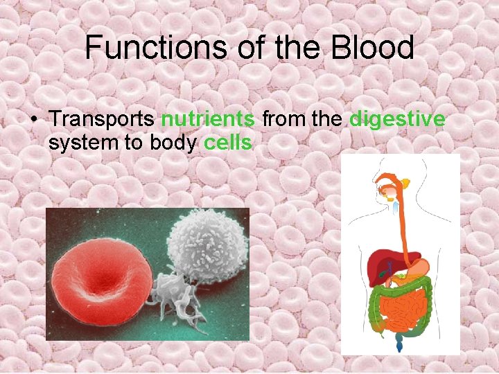 Functions of the Blood • Transports nutrients from the digestive system to body cells Functions of the Blood • Transports nutrients from the digestive system to body cells