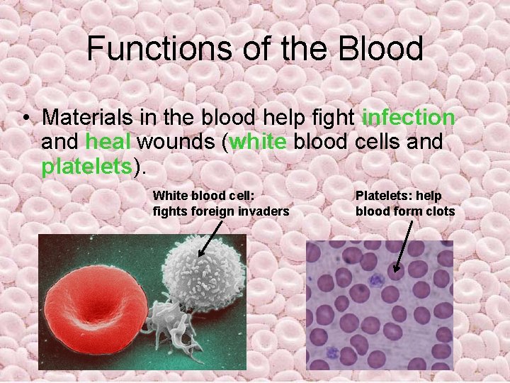 Functions of the Blood • Materials in the blood help fight infection and heal Functions of the Blood • Materials in the blood help fight infection and heal
