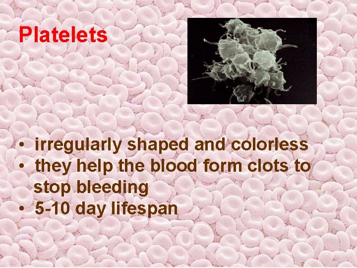 Platelets • irregularly shaped and colorless • they help the blood form clots to Platelets • irregularly shaped and colorless • they help the blood form clots to