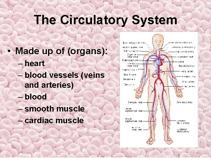 The Circulatory System • Made up of (organs): – heart – blood vessels (veins The Circulatory System • Made up of (organs): – heart – blood vessels (veins
