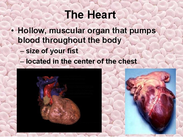 The Heart • Hollow, muscular organ that pumps blood throughout the body – size The Heart • Hollow, muscular organ that pumps blood throughout the body – size