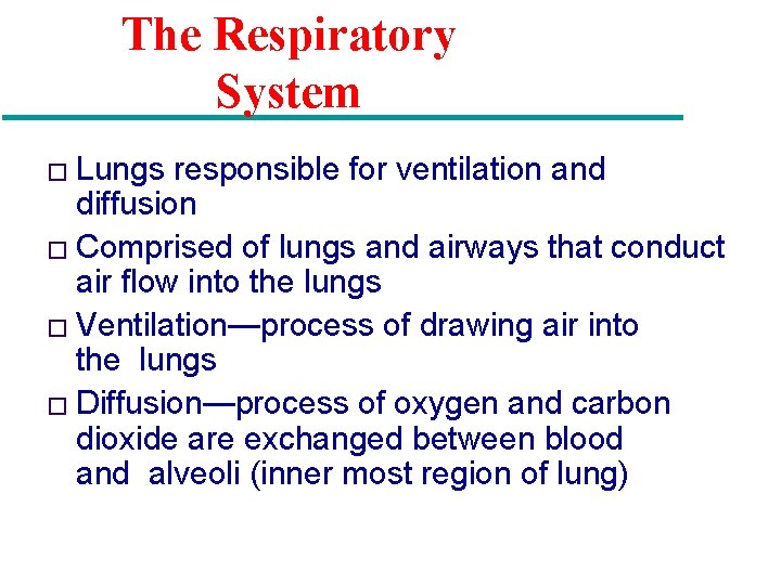 The Respiratory System � Lungs responsible for ventilation and diffusion � Comprised of lungs