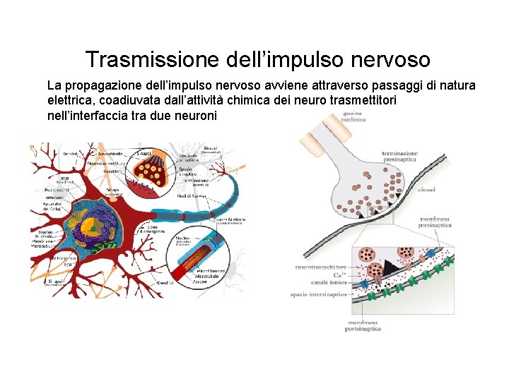 Trasmissione dell’impulso nervoso La propagazione dell’impulso nervoso avviene attraverso passaggi di natura elettrica, coadiuvata