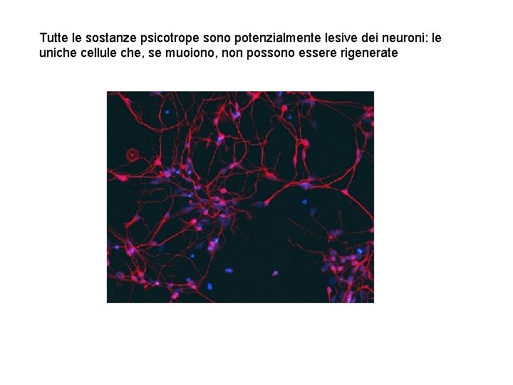 Tutte le sostanze psicotrope sono potenzialmente lesive dei neuroni: le uniche cellule che, se