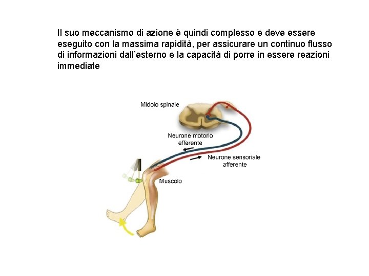 Il suo meccanismo di azione è quindi complesso e deve essere eseguito con la Il suo meccanismo di azione è quindi complesso e deve essere eseguito con la