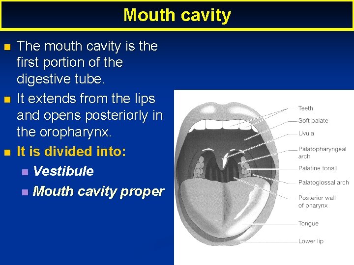 Mouth cavity The mouth cavity is the first portion of the digestive tube. It