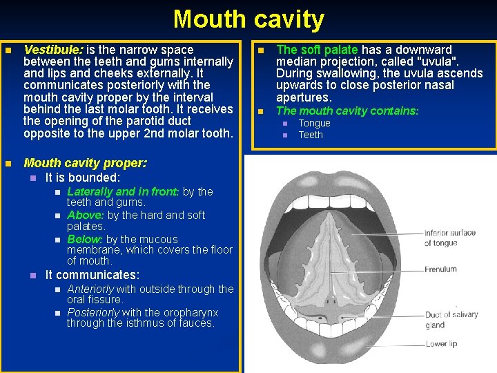 Mouth cavity Vestibule: is the narrow space between the teeth and gums internally and