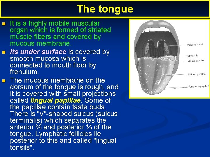 The tongue It is a highly mobile muscular organ which is formed of striated