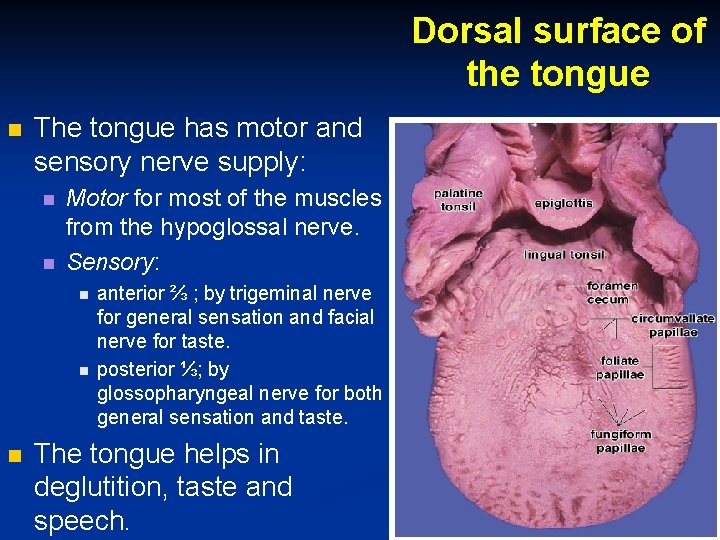 Dorsal surface of the tongue The tongue has motor and sensory nerve supply: Motor