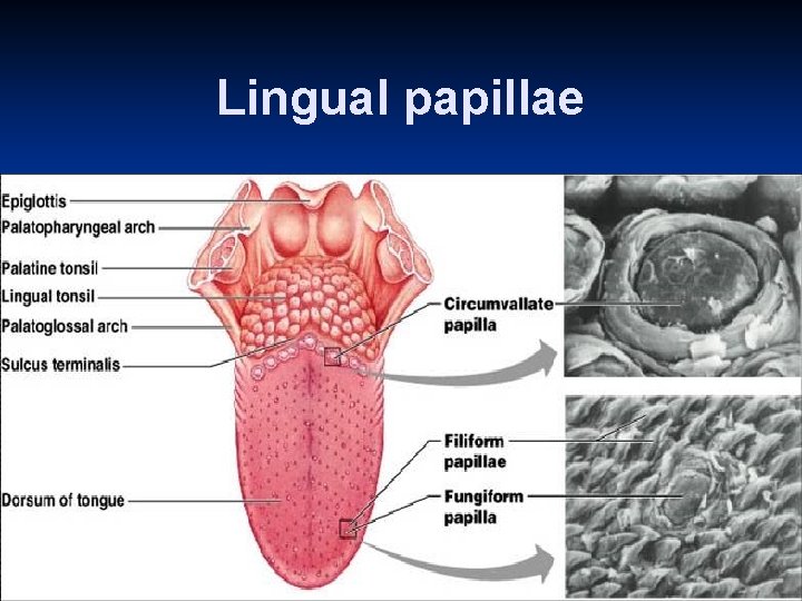 Lingual papillae 