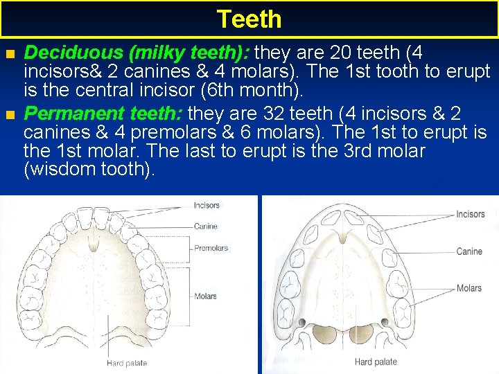 Teeth Deciduous (milky teeth): they are 20 teeth (4 incisors& 2 canines & 4