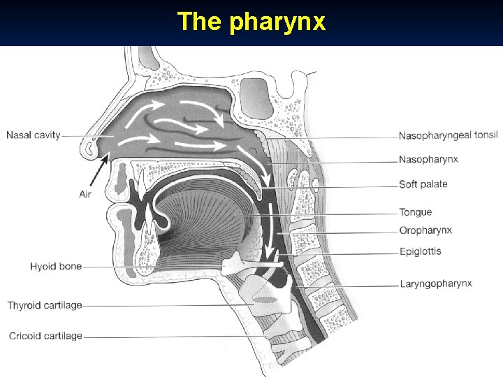 The pharynx 