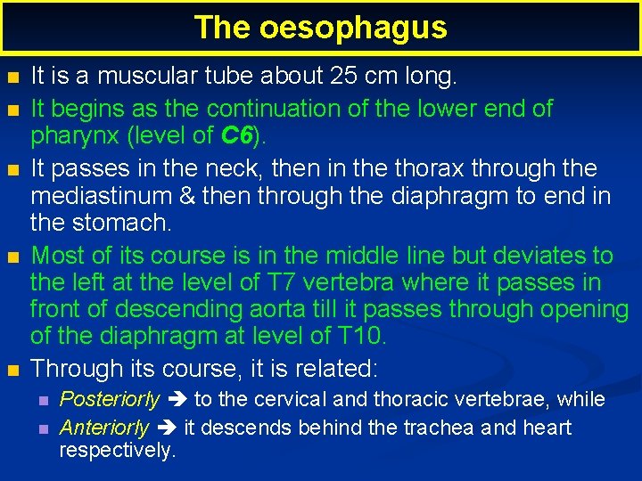 The oesophagus It is a muscular tube about 25 cm long. It begins as