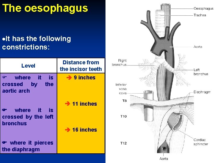 The oesophagus It has the following constrictions: Level where it is crossed by the