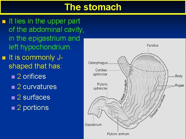 The stomach It lies in the upper part of the abdominal cavity, in the