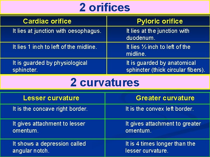 2 orifices Cardiac orifice Pyloric orifice It lies at junction with oesophagus. It lies