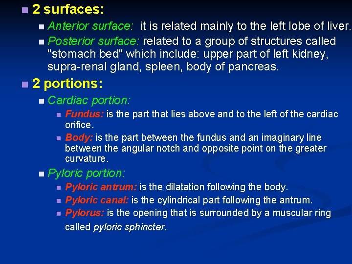  2 surfaces: Anterior surface: it is related mainly to the left lobe of