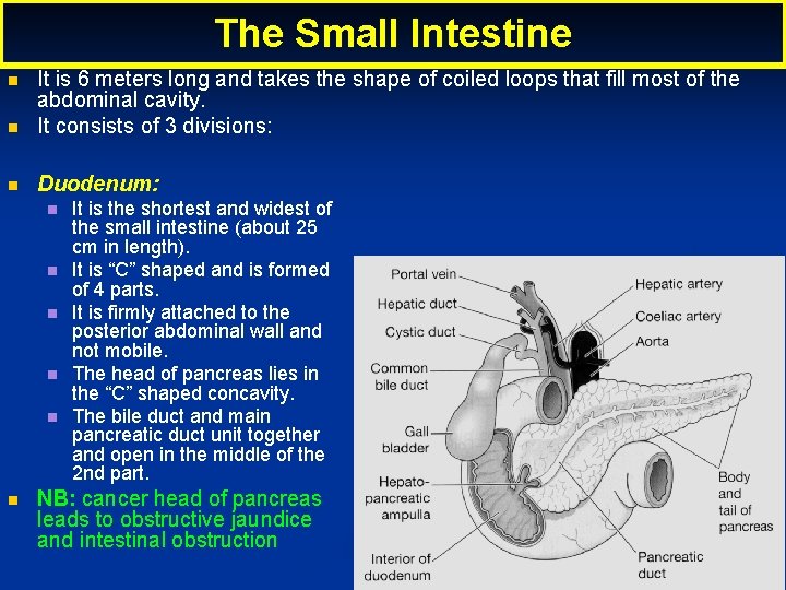 The Small Intestine It is 6 meters long and takes the shape of coiled