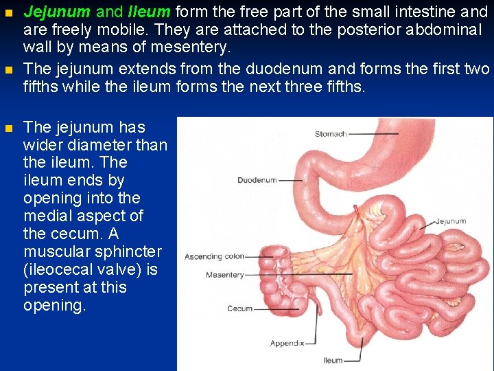  Jejunum and Ileum form the free part of the small intestine and are