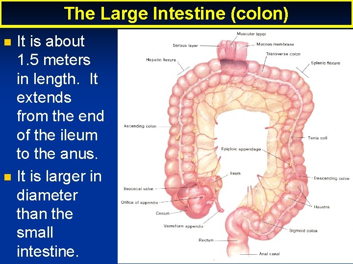 The Large Intestine (colon) It is about 1. 5 meters in length. It extends