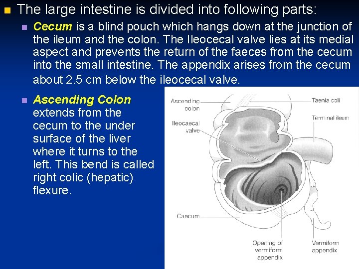  The large intestine is divided into following parts: Cecum is a blind pouch