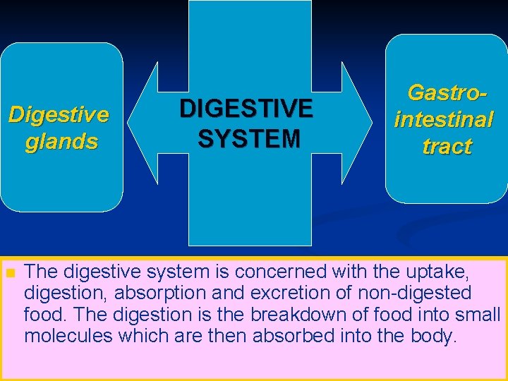 Digestive glands DIGESTIVE SYSTEM Gastrointestinal tract The digestive system is concerned with the uptake,