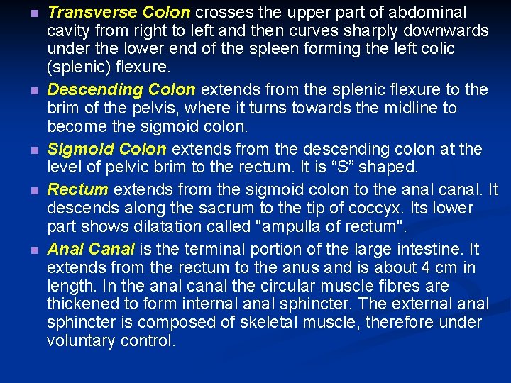  Transverse Colon crosses the upper part of abdominal cavity from right to left
