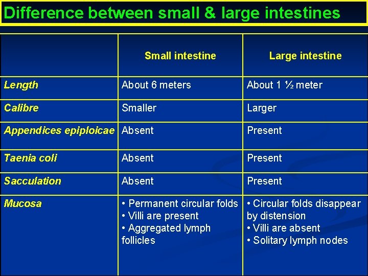 Difference between small & large intestines Small intestine Large intestine Length About 6 meters