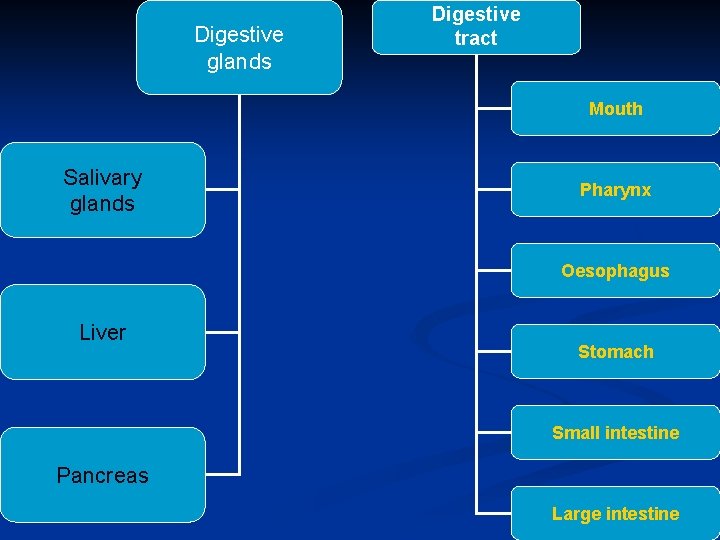 Digestive glands Digestive tract Mouth Salivary glands Pharynx Oesophagus Liver Stomach Small intestine Pancreas