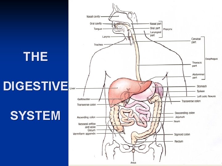 THE DIGESTIVE SYSTEM 