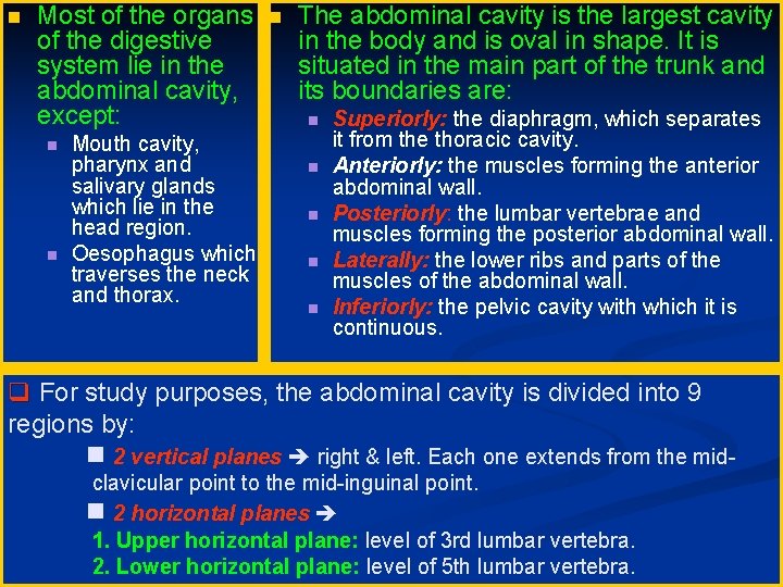  Most of the organs of the digestive system lie in the abdominal cavity,