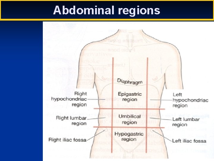 Abdominal regions 