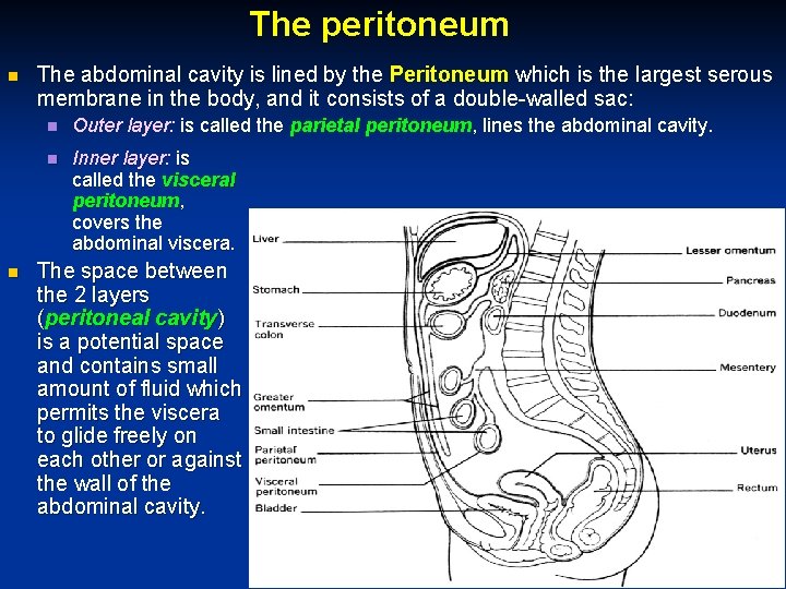 The peritoneum The abdominal cavity is lined by the Peritoneum which is the largest
